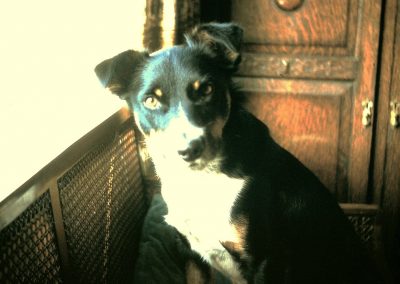 Our first dog - 'Bobby'